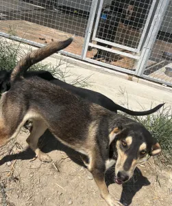 Adopt Thanasis