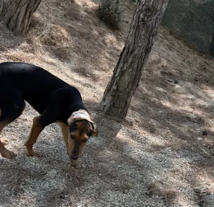 Adopt Armando