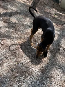 Adopt Armando