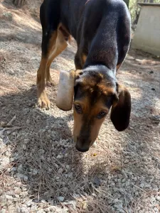 Adopt Armando