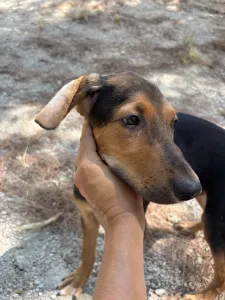 Adopt Armando