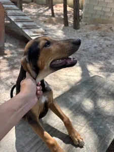 Adopt Armando