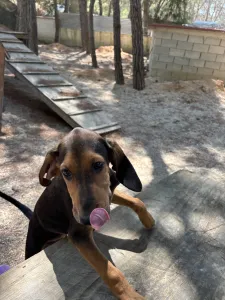 Adopt Armando