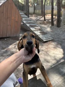 Adopt Armando