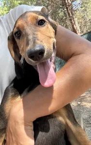 Adopt Armando