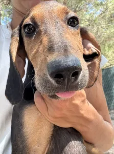 Adoption profile for Armando