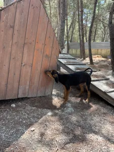 Adopt Armando