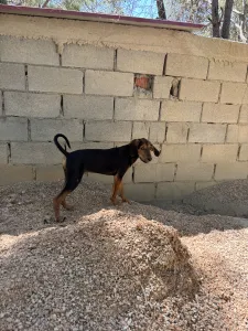 Adopt Armando