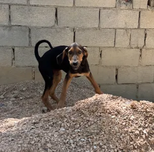 Adopt Armando