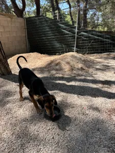 Adopt Armando