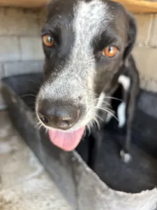 Adopt Row