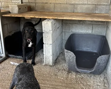 Hund Max adoptieren