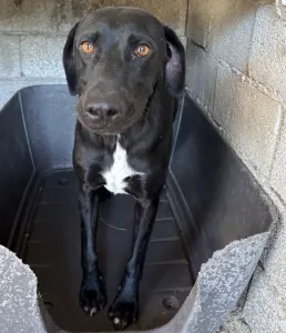 Hund Max adoptieren