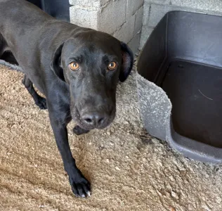 Hund Max adoptieren