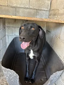 Hund Max adoptieren