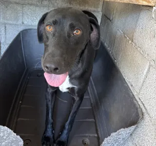 Adoption profile for Max