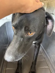 Hund Max adoptieren