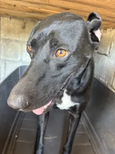 Hund Max adoptieren