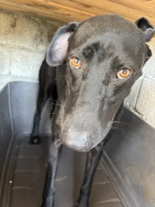 Hund Max adoptieren