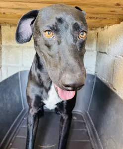 Hund Max adoptieren