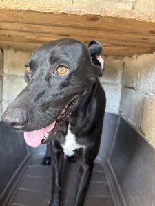 Hund Max adoptieren