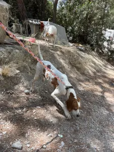Adopt Aris