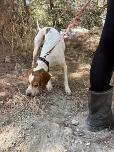 Adopt Aris