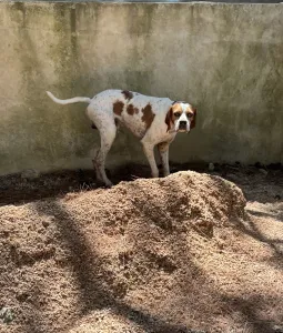 Adopt Aris
