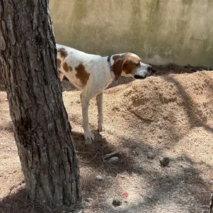 Adopt Aris