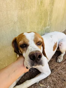 Adopt Aris