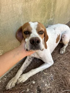 Adopt Aris