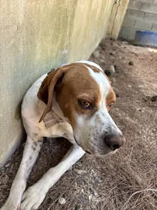 Adopt Aris