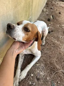 Adopt Aris