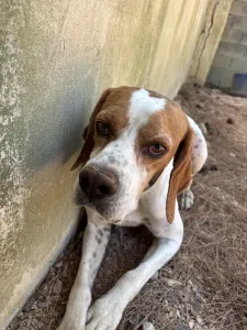 Adopt Aris
