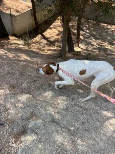 Adopt Aris
