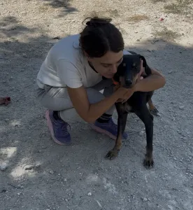 Hund Popi adoptieren