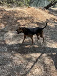 Adoptie hond Pix