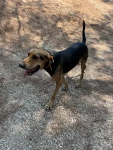 Adoptie hond Pix
