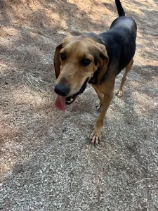 Adoptie hond Pix