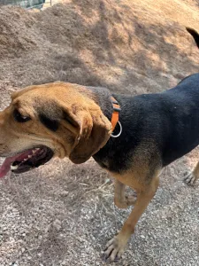 Adoptie hond Pix