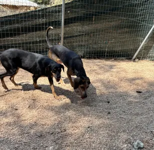 Adoptie hond Clara