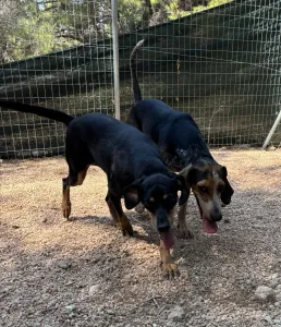 Adopt Klov