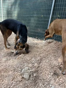 Adoptie hond Clara