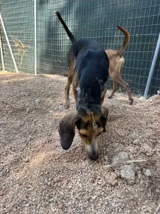 Adoptie hond Clara