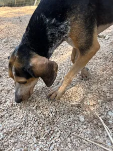 Adoptie hond Clara
