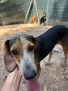 Adoptie hond Clara