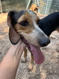Adoptie hond Clara
