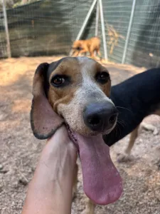 Adoptie hond Clara