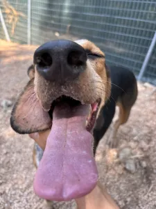 Adoptie hond Clara