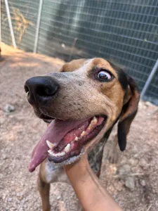 Adoptie hond Clara